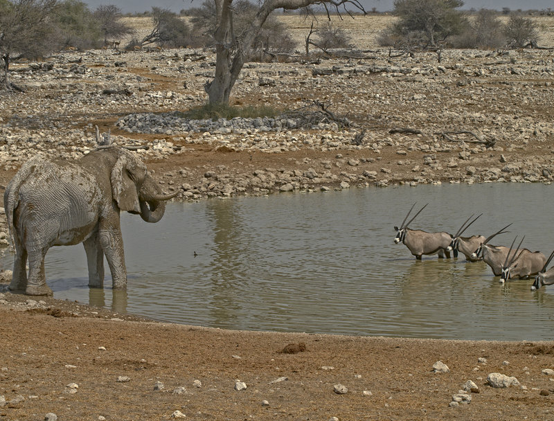 Okaukuejo, Kudu, African Elephant